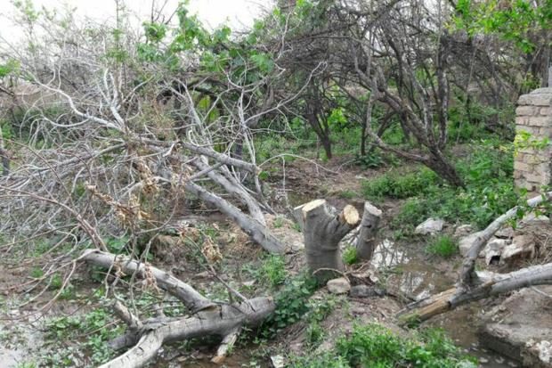 خسارت 156 میلیاردی تگرگ به مزارع و باغ های شهرستان سرپل ذهاب