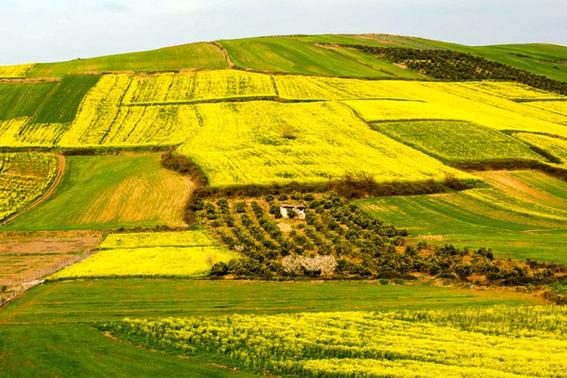 تهدید سرمازدگی بر سر مزارع کردستان