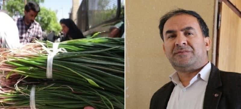 تناقض های آشکار در  مبارزه با قاچاق گیاهان خوراکی کوهستان های ایلام و زاگرس/حشمت اله کرمی نژاد