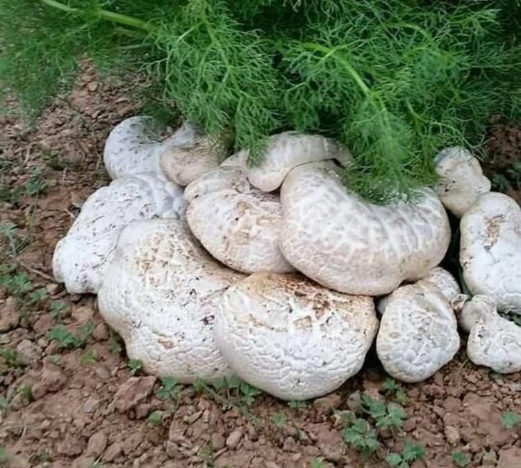 مراقب قارچ های کوهی باشید/ خطر مرگ با مصرف قارچ های سمی