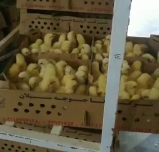 تجارت و بازار سیاه با معدوم‌سازی جوجه های یکروزه محقق شد