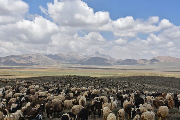 خیر سنندجی 2 میلیارد و 400 میلیون برای خرید و ذبح  دام هزینه کرد/ کشتار دام در کردستان در روز عید قربان رایگان انجام می شود