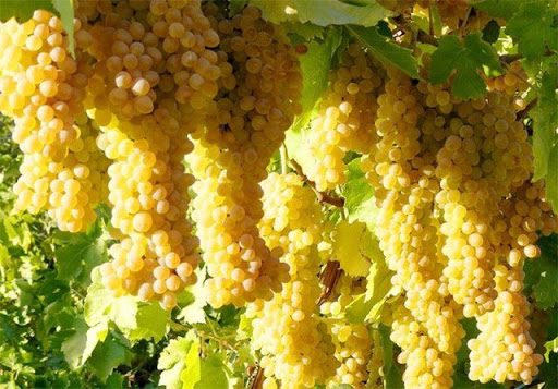 ارومیه به استقبال جشنواره انگور می رود