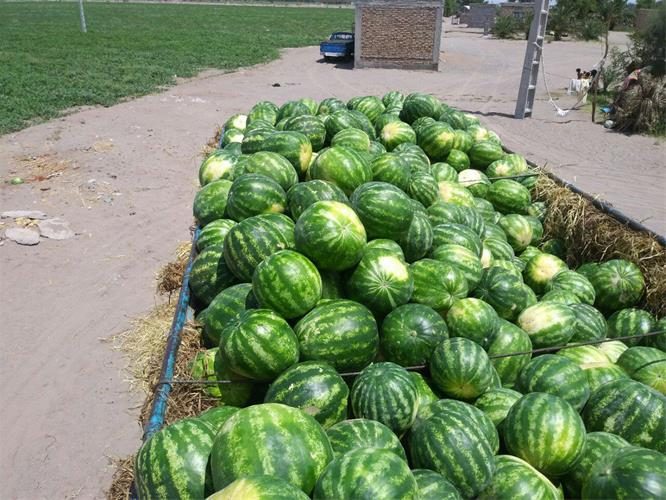 هندوانه صادراتی ایران به ترکیه، برگشت خورد