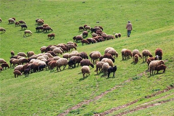 چرای دام در مراتع آذربایجان غربی تا ۱۵ اردیبهشت ممنوع است