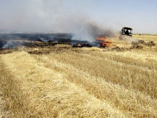 5 هکتار از اراضی کشاورزی روستای «الیاسی خلیفه حسین» سرپل‌ذهاب طعمه حریق شد