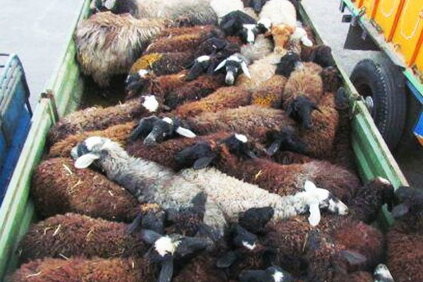 کشف 159 راس گوسفند قاچاق در آذربایجان غربی
