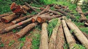 Turkish forces accused of illegal deforestation in Iraqi Kurdistan