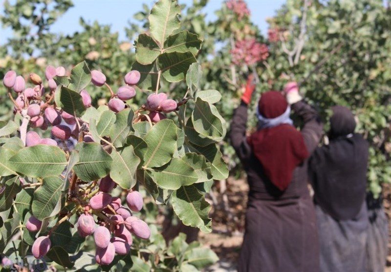 پیش بینی برداشت ۶۰ تن پسته در شهرستان سیروان