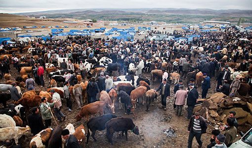وضعیت آذربایجان غربی قرمز است/ میادین دواب تعطیل می مانند