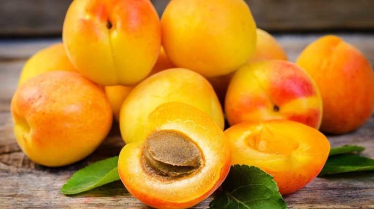 پیش بینی برداشت 28 هزار تن زردآلو در آذربایجان غربی