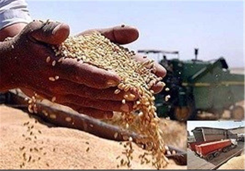 وزارت بهداشت ورود گندم های آلوده به چرخه مصرف را  پیگیری نکرد