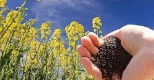 سطح زیر کشت کلزا در کردستان کاهش یافته است!