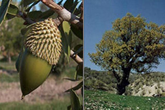مهریه ای در مسیر سبز زندگی/ عروس دیواندره ای مهریه اش به کاشت بلوط بخشید