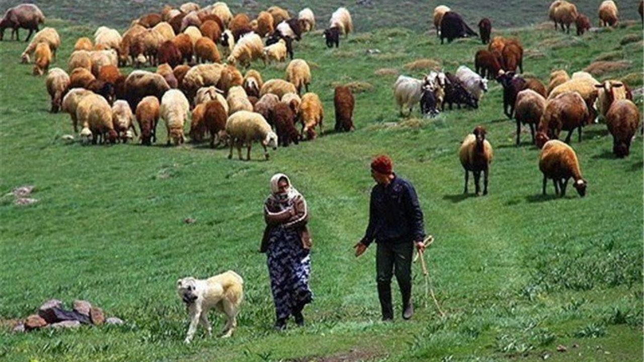 تولید سالانه ۸۳۰۰ تن گوشت توسط عشایر ایلام