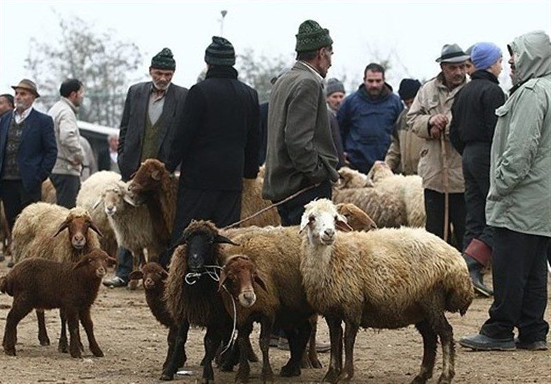 تب برفکی میدان دواب بوکان را تعطیل کرد