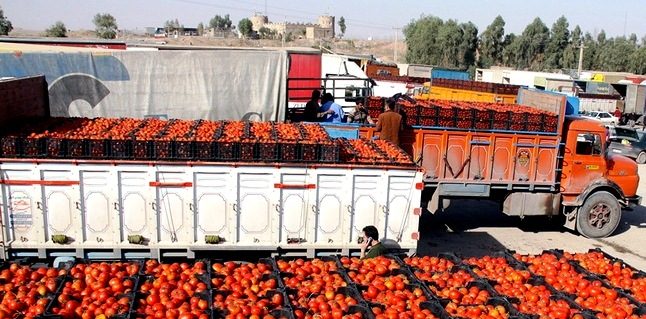 صادرات گوجه به اقلیم کردستان متوقف شد