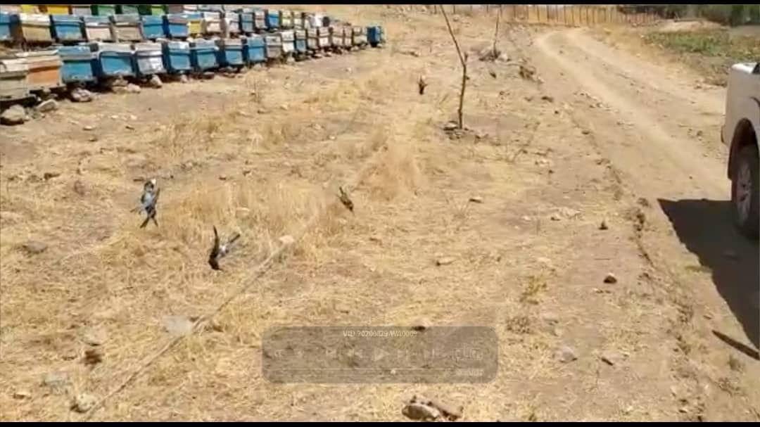 تلف شدن 14 قطعه پرنده زنبور خوار در تور زنبوردار سقزی