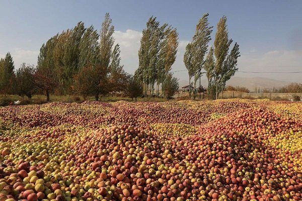 وجود ٢٥٠ هزار تن سیب صنعتی در آذربایجان غربی/٤٠ هزار تن خریداری شد