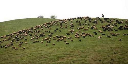 پروانه مرتعدارانی که تا سال 1400 طرح ارائه نکنند، ابطال می شود