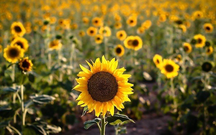 آذربایجان غربی دارای بزرگ ترین بازار بورس دانه های آجیلی آفتابگردان و کدوی ایران