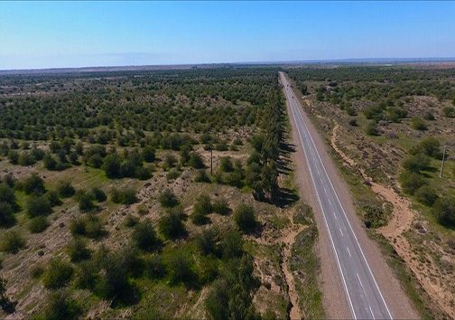 درختستان‌های دست‌کاشت ایلام؛ از مبارزه با ریزگرد تا زراعت چوب