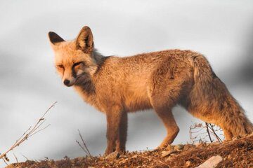 فضای مجازی شکارچی روباه را در خوی به دام انداخت