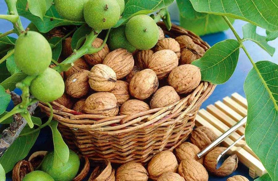 افزایش برداشت 25 درصدی گردو از باغات پیرانشهر در سال جاری