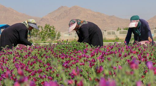 گیاهان دارویی در ١٧٠٠هکتار از اراضی آذربایجان غربی کشت می شود