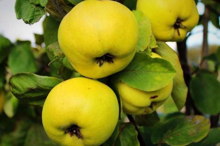 پیش‌بینی برداشت 932 تن محصول به از باغات آذربایجان غربی