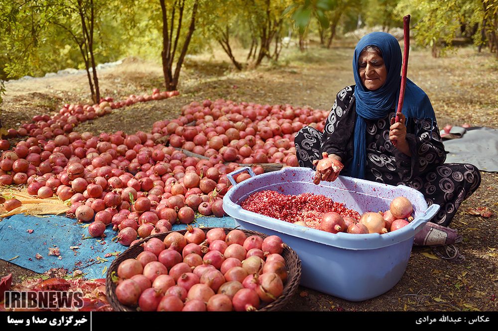 یاقوت سرخ پاوه در حسرت صنایع تبدیلی