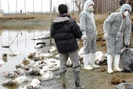 موردی از آنفلوانزای فوق حاد پرندگان در کردستان گزارش نشده است