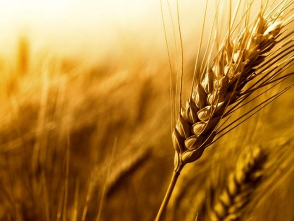 پیش بینی تولید ۹۶۱ هزار تن گندم در کردستان
