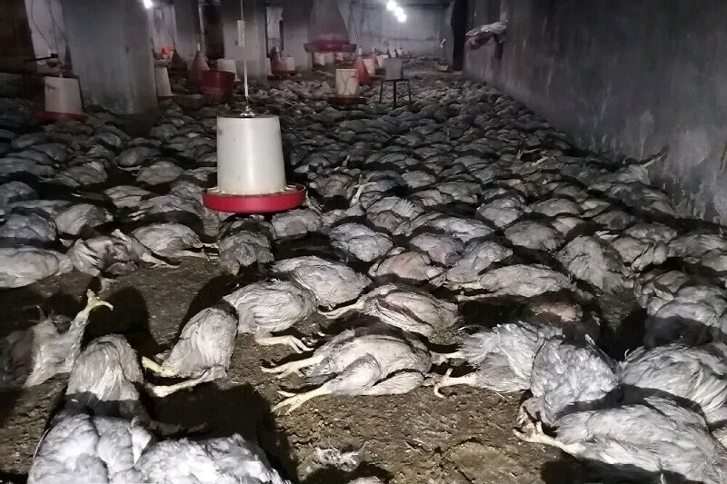 مدیر جهاد کشاورزی مهاباد آتش‌سوزی تعمدی در مرغداری مهاباد را تکذیب کرد