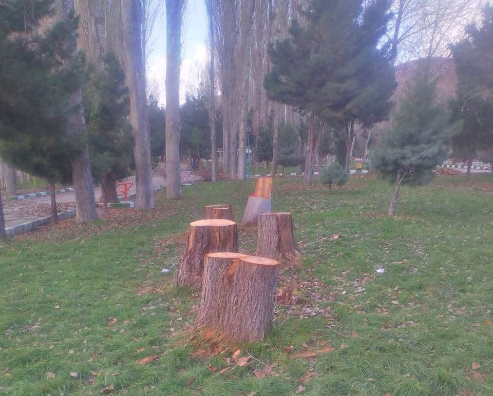 واکنش سمن های محیط زیستی مهاباد در خصوص قطع درختان پارک ملت مهاباد