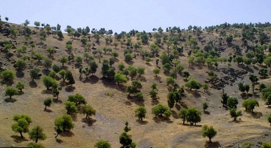 درخت «بنه»  سرمایه ای ارزشمند و مغفول مانده / محمود رستمی تبار