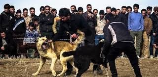 عاملان برگزاری نزاع سگ ها در سردشت دستگیر شدند