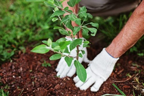 ۲۲۰ هزار اصله نهال در آذربایجان غربی غرس می شود