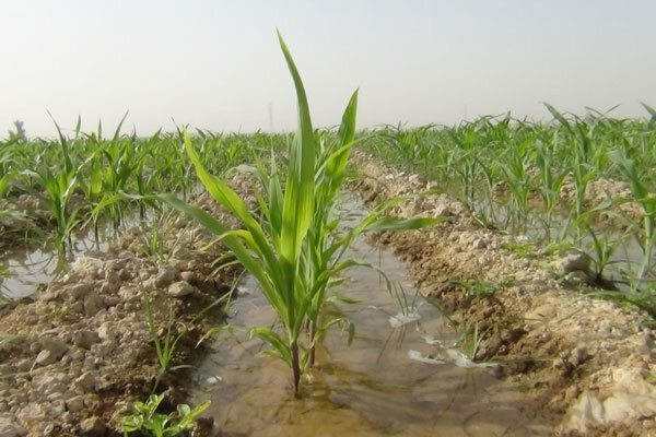 ستاد احیای دریاچه ارومیه سهمیه کشاورزان آذربایجان غربی را کاهش داده است
