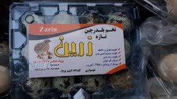 کردستانی ها از خرید تخم کبک و بلدرچین با برند زرین خودداری کنند