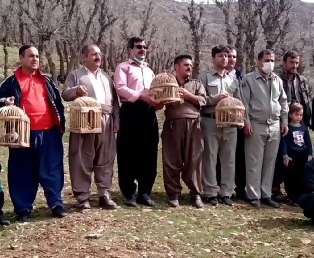 6 قطعه کبک در مناطق طبیعی بانه رها سازی شد