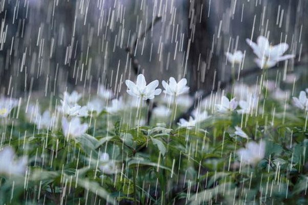 آسمان کردستان بارانی می شود/افزایش دمای هوا طی چند روز آینده