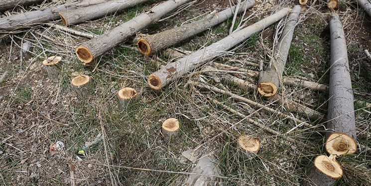 جهاد کشاورزی: تنها 600 اصله درخت باغدار سنندجی قطع شده است