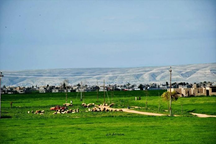 عضو ائتلاف فتح در مجلس عراق: حضور حشد شعبی در شنگال و دشت نینوا ضروری است