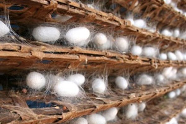 پرورش کرم ابریشم در آذربایجان غربی آغاز شد