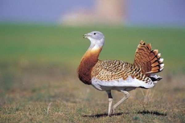 ساماندهی سگ های بلاصاحب در زیستگاه گونه در انقراض میش مرغ در بوکان