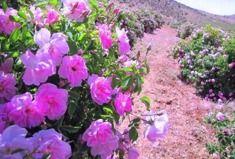 آغاز برداشت گل محمدی در آذربایجان غربی/ضرورت تجاری سازی و صادرات  محصول