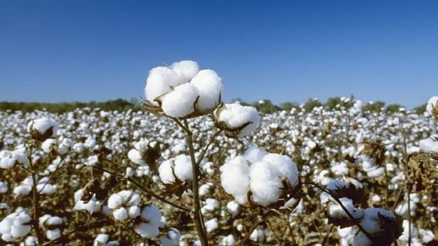 آغار کشت دوباره پنبه در ایلام پس از 60 سال