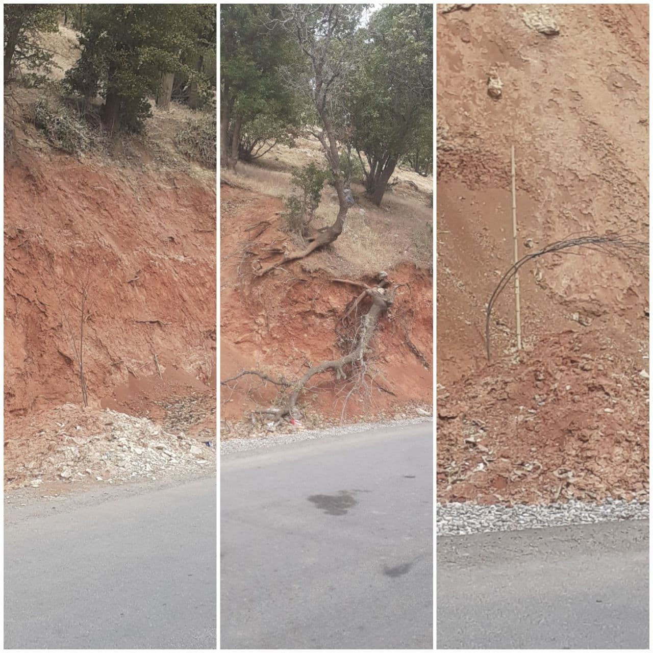 کاشتِ بدون داشت منابع طبیعی ایلام در دره ارغوان؛ سرمایه ای که از دست می رود