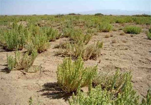 خروج ٤٥٠ هزار هکتار اراضی غبارخیز آذربایجان غربی از بحران